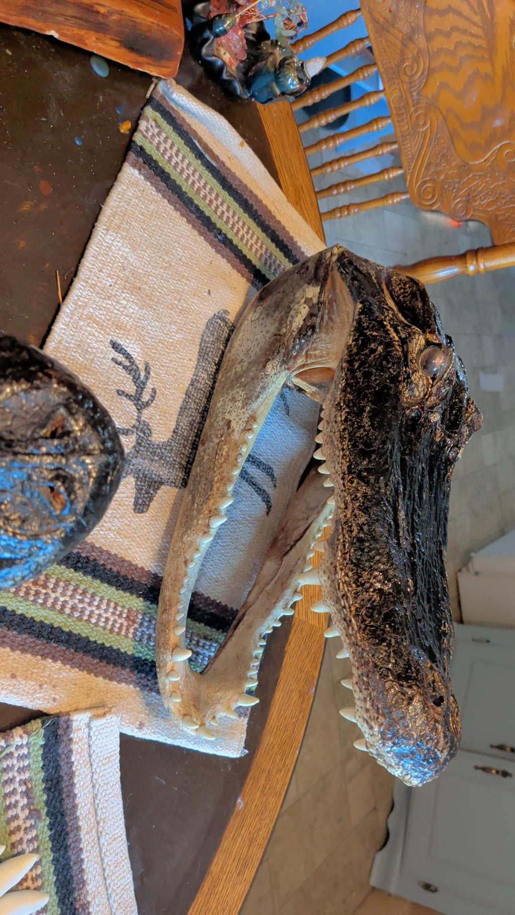 LARGE-XLARGE-XXLarge-XXXlarge Authentice Cajun Alligator Head Taxidermy: 9ft-13ft Louisiana Gator XXlarge discounted from boating accident)