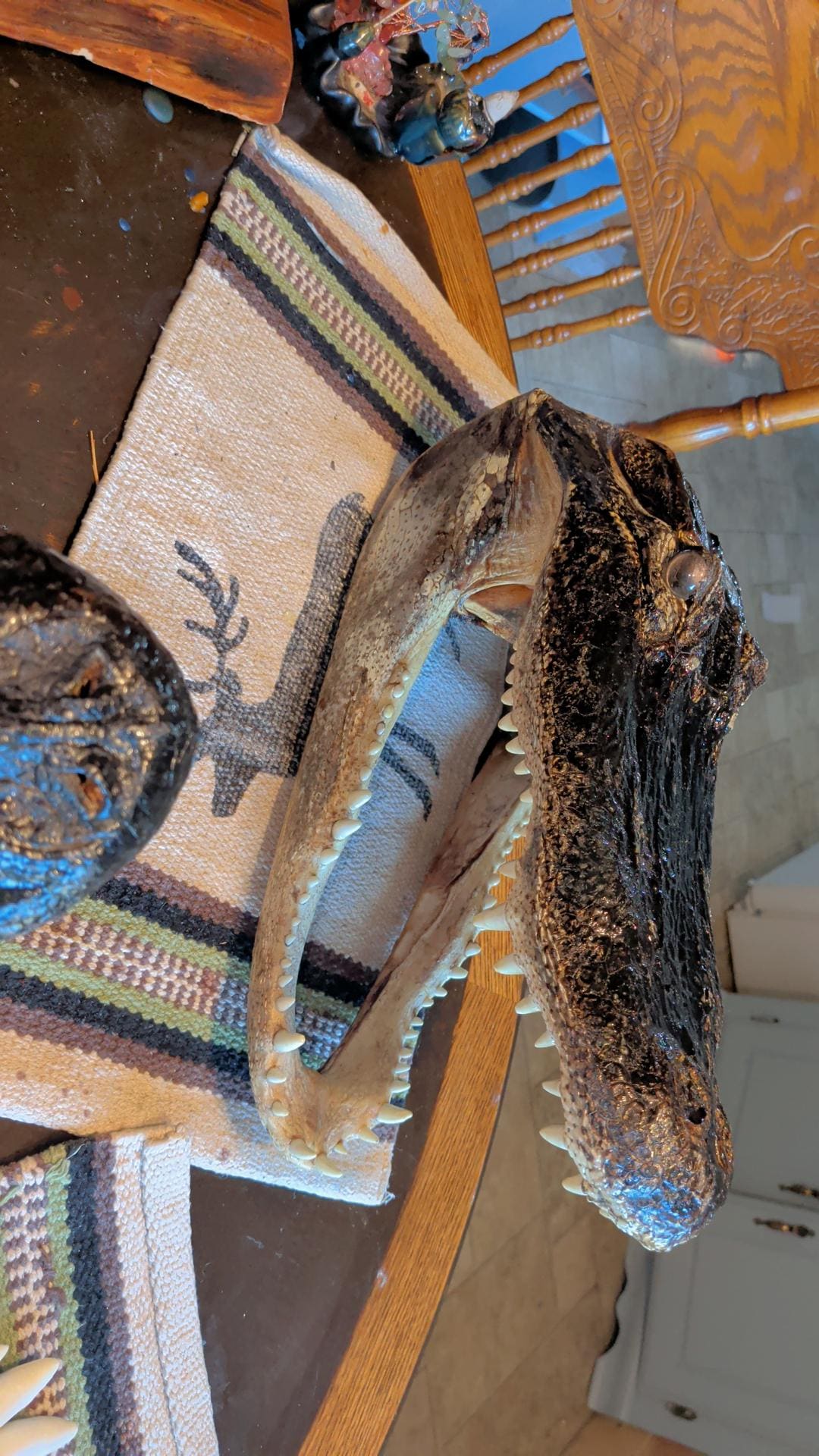 LARGE-XLARGE-XXLarge-XXXlarge Authentice Cajun Alligator Head Taxidermy: 9ft-13ft Louisiana Gator XXlarge discounted from boating accident)