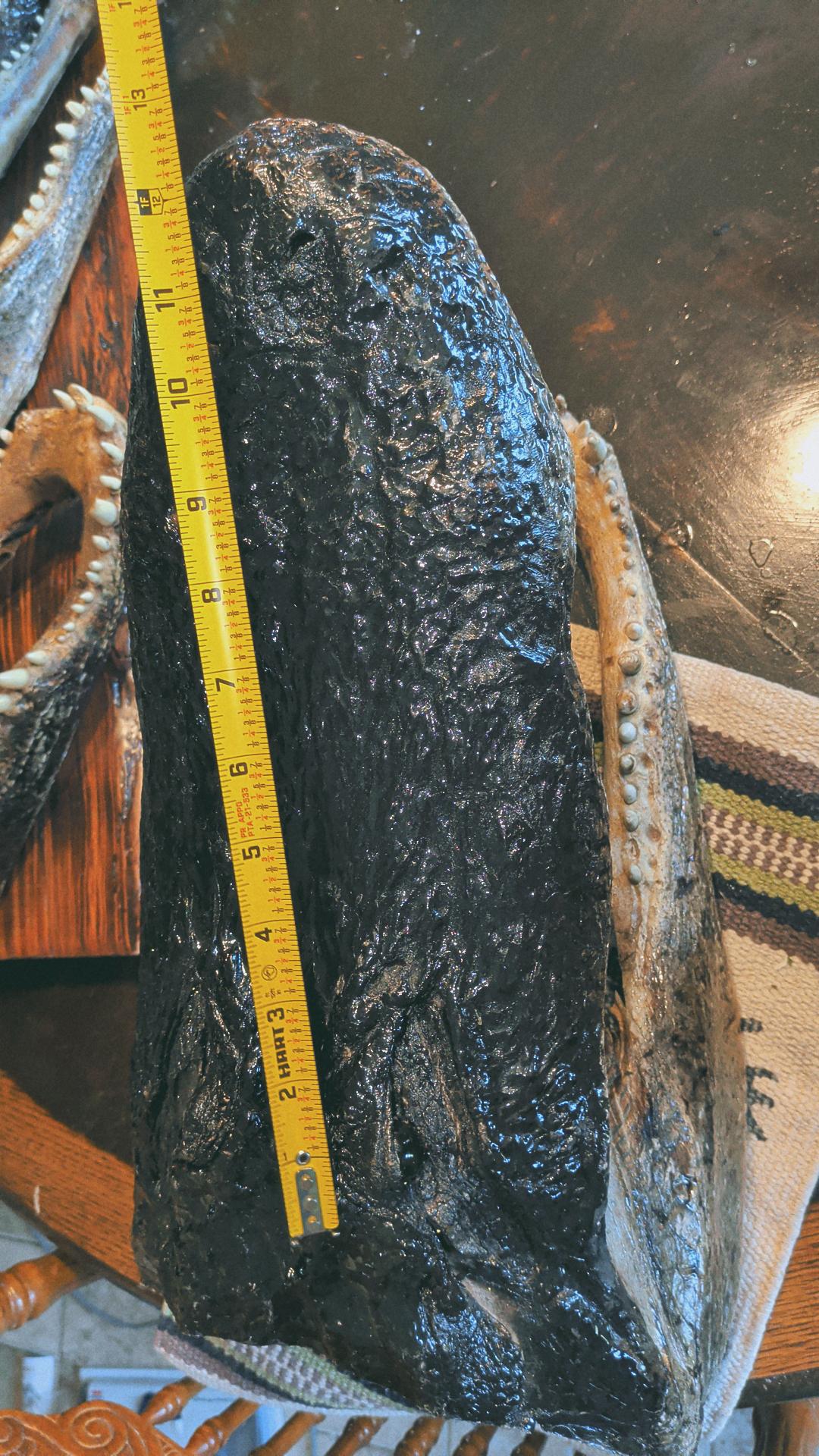 Alligator Head Taxidermy | XXL 8–12 Ft Louisiana Trophy Mount