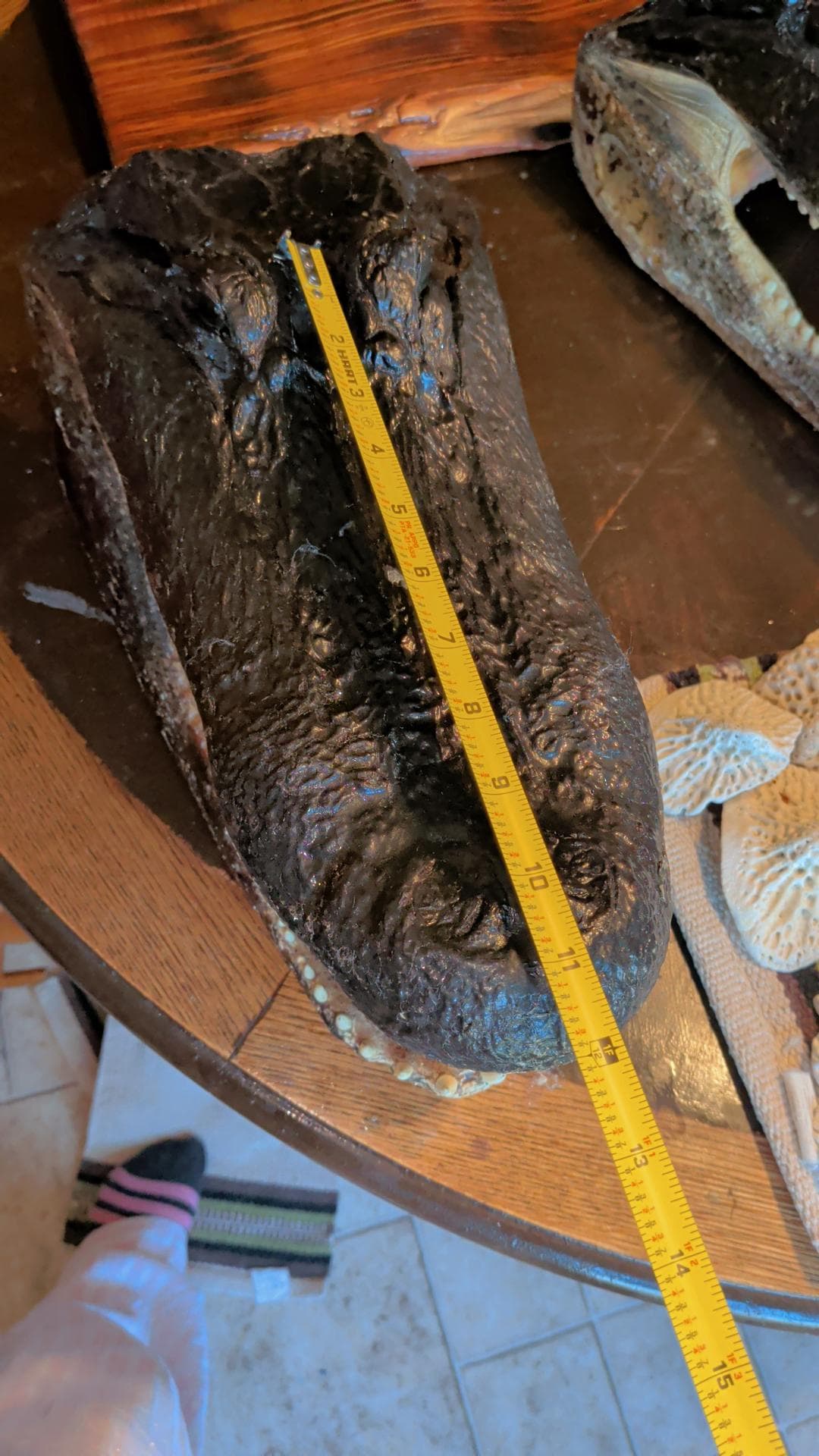 LARGE-XLARGE-XXLarge-XXXlarge Authentice Cajun Alligator Head Taxidermy: 9ft-13ft Louisiana Gator XXlarge discounted from boating accident)