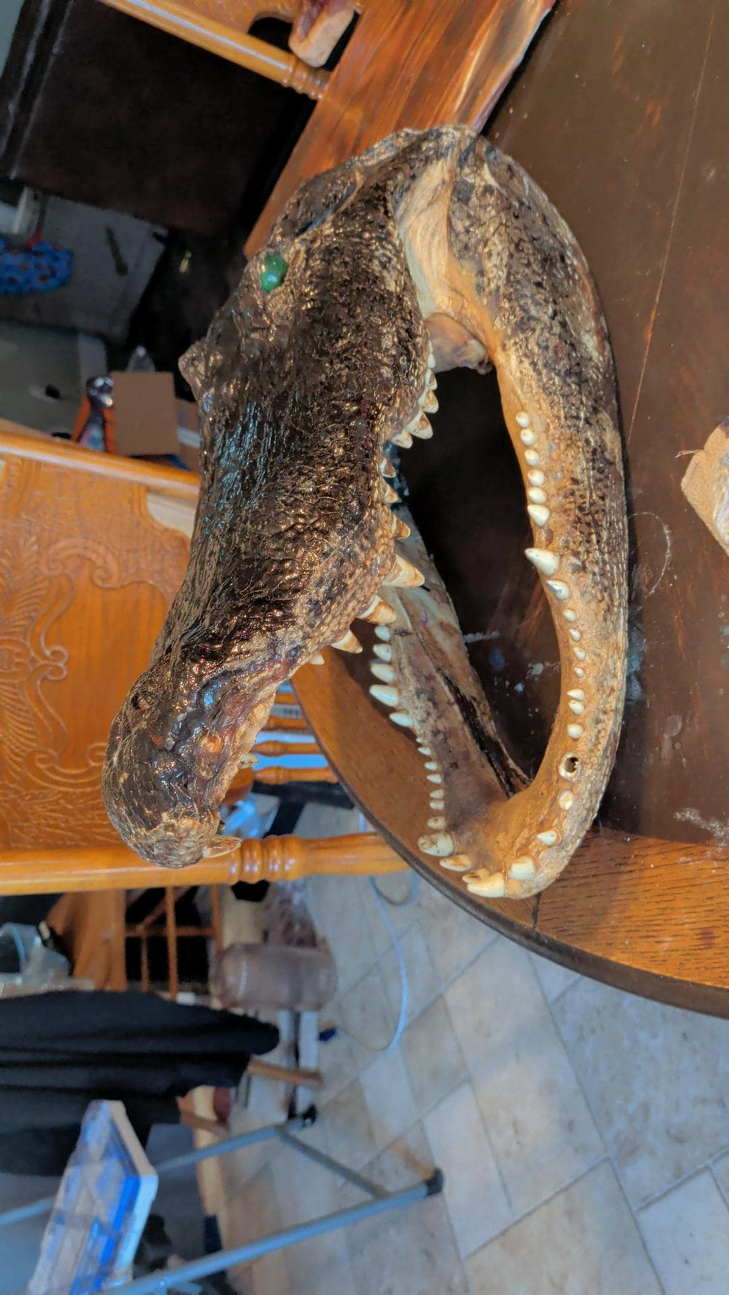 LARGE-XLARGE-XXLarge-XXXlarge Authentice Cajun Alligator Head Taxidermy: 9ft-13ft Louisiana Gator XXlarge discounted from boating accident)