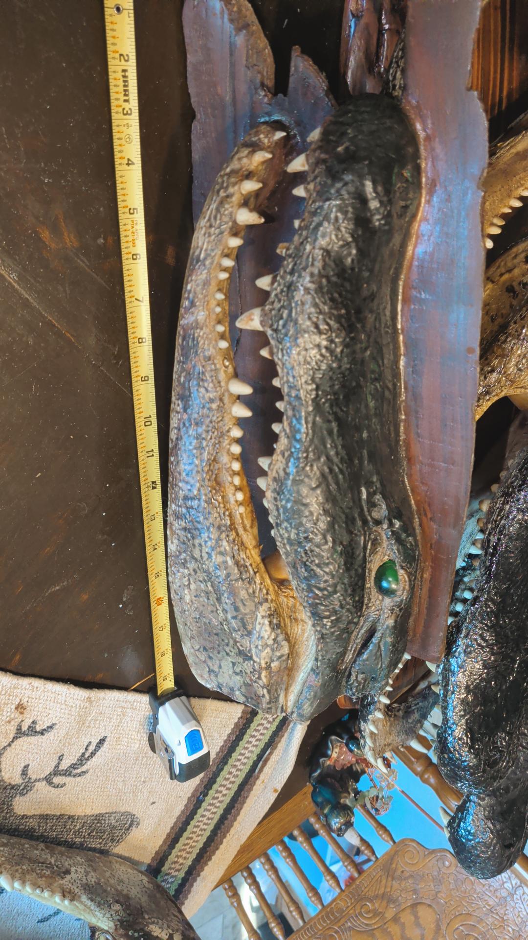 Alligator Head Taxidermy | XXL 8–12 Ft Louisiana Trophy Mount
