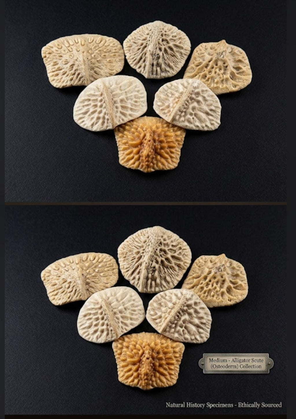 Alligator scutes Louisiana alligator backbones|Vulture Culture
