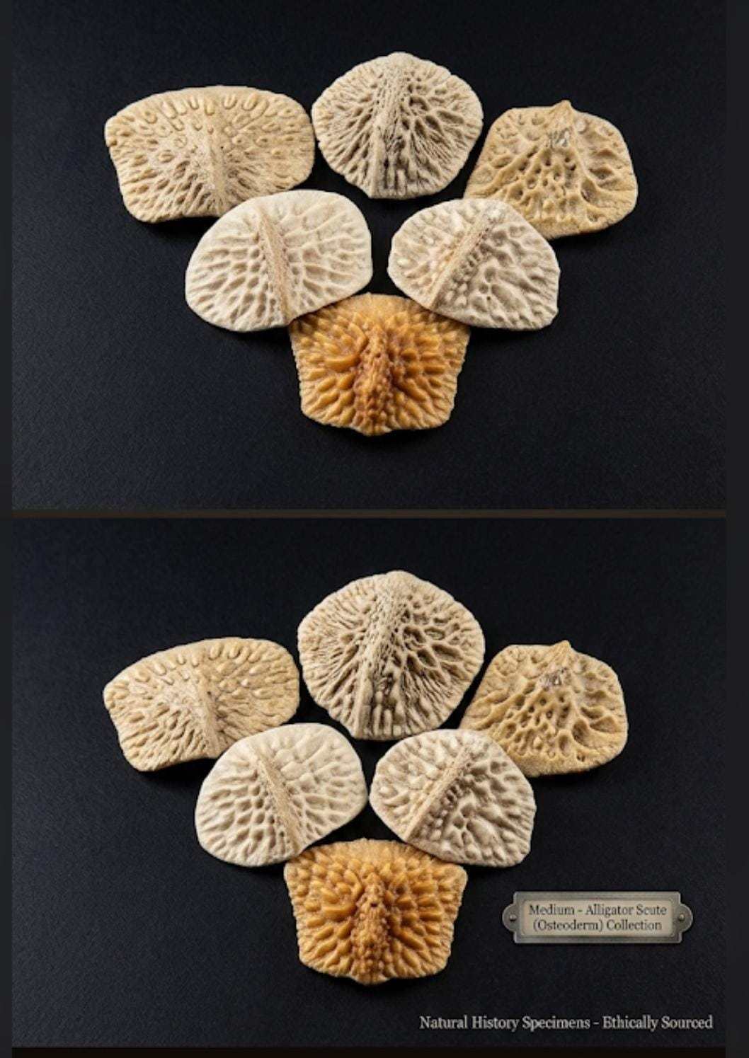 Alligator Scutes | Genuine Louisiana Backbones & Vulture Culture