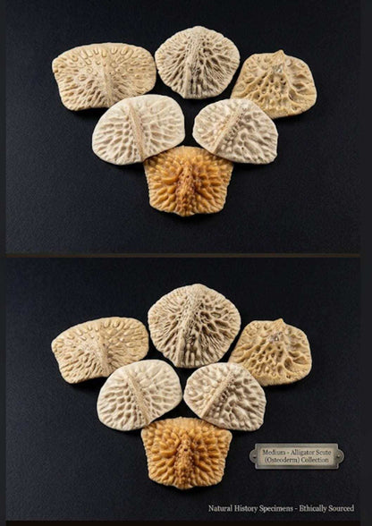 Alligator Scutes | Genuine Louisiana Backbones & Vulture Culture