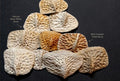Alligator scutes Louisiana alligator backbones|Vulture Culture