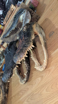 Real 16" Monster Alligator Head | 10.5ft Gator Harvested in LA | Authentic Cajun Taxidermy & Bayou Decor| Gothic oddities | Vulture Culture