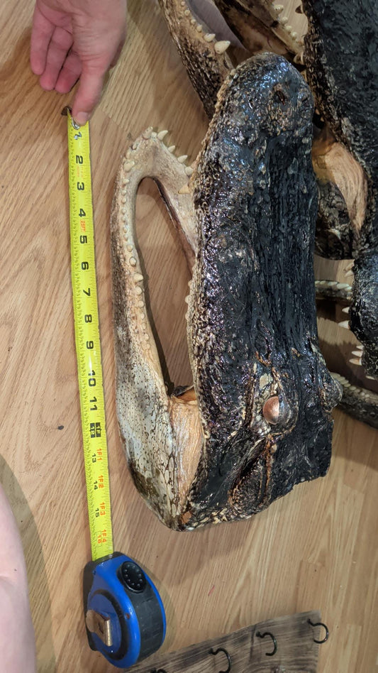 Real 16" Monster Alligator Head |Authentic Louisiana Taxidermy Monster