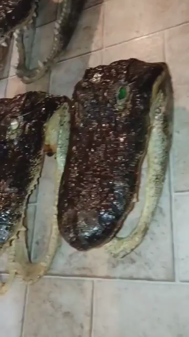 Select alligator trophy Mount wild Louisiana caught 12ft gator